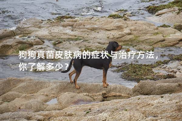 狗狗真菌皮肤病的症状与治疗方法，你了解多少？