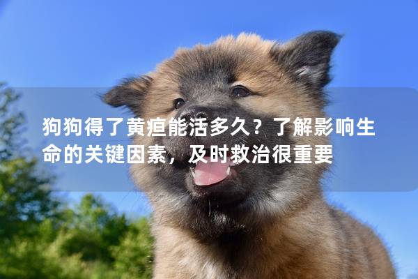 狗狗得了黄疸能活多久？了解影响生命的关键因素，及时救治很重要