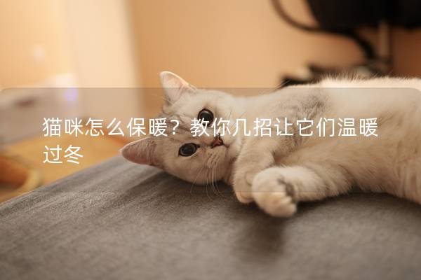 猫咪怎么保暖？教你几招让它们温暖过冬