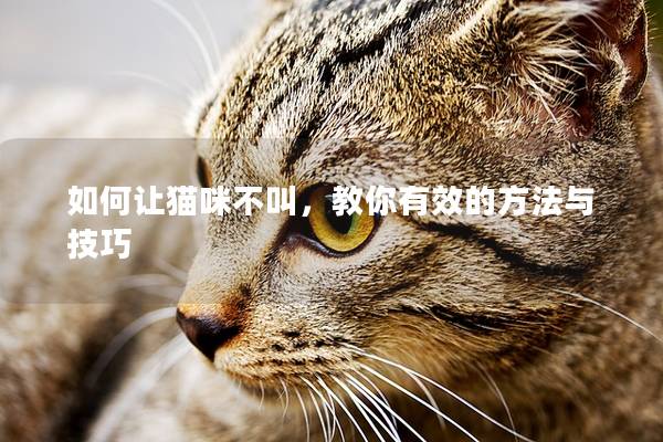 如何让猫咪不叫，教你有效的方法与技巧