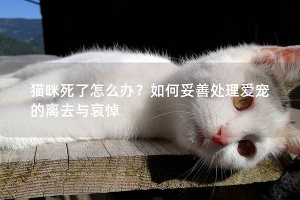 猫咪死了怎么办？如何妥善处理爱宠的离去与哀悼