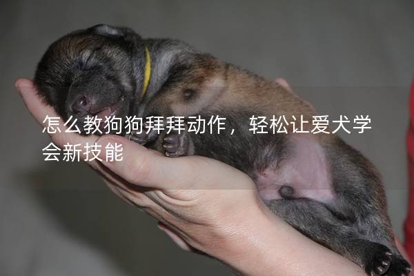 怎么教狗狗拜拜动作，轻松让爱犬学会新技能