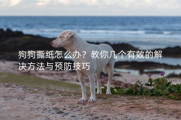 狗狗撕纸怎么办？教你几个有效的解决方法与预防技巧