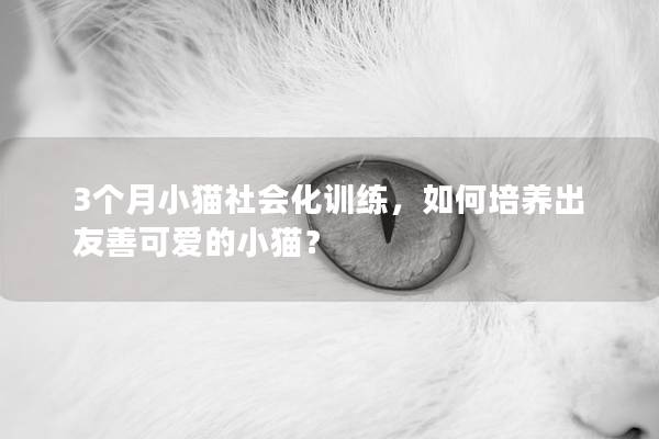 3个月小猫社会化训练，如何培养出友善可爱的小猫？