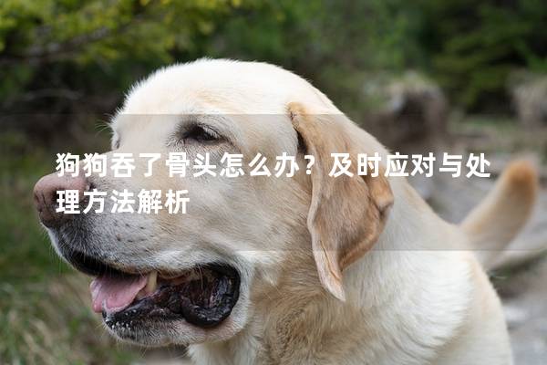 狗狗吞了骨头怎么办？及时应对与处理方法解析