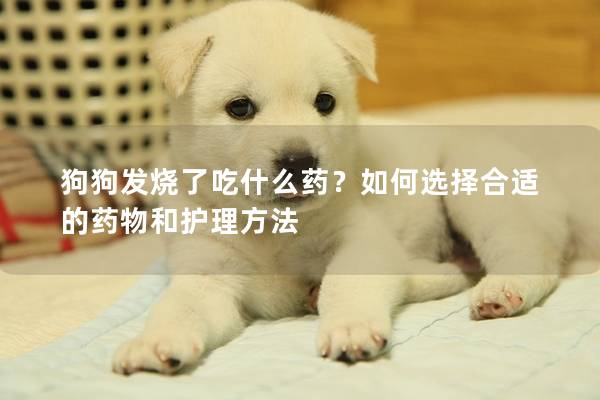 狗狗发烧了吃什么药？如何选择合适的药物和护理方法