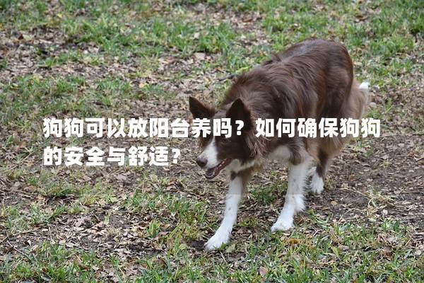 狗狗可以放阳台养吗？如何确保狗狗的安全与舒适？