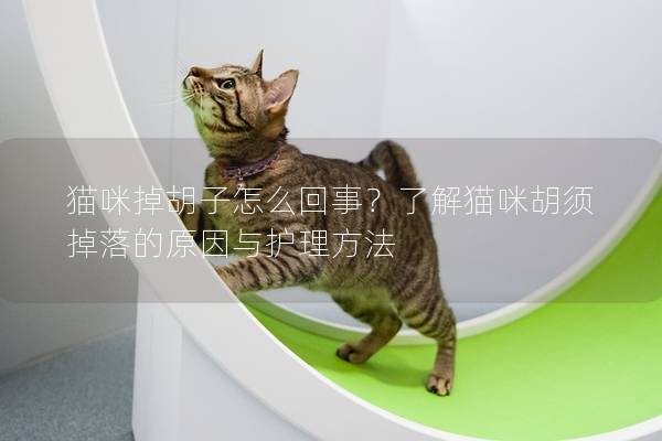猫咪掉胡子怎么回事？了解猫咪胡须掉落的原因与护理方法
