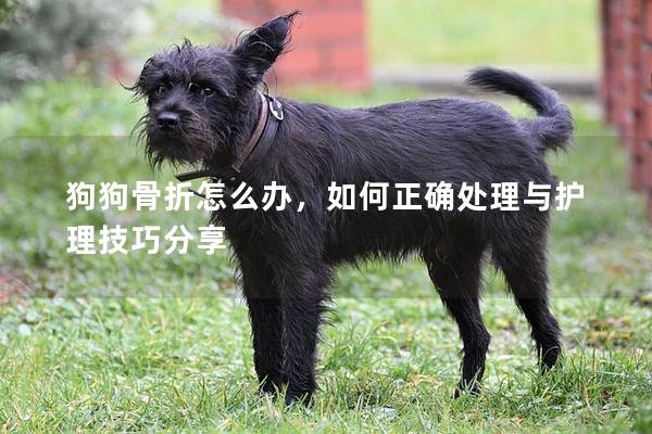 狗狗骨折怎么办，如何正确处理与护理技巧分享