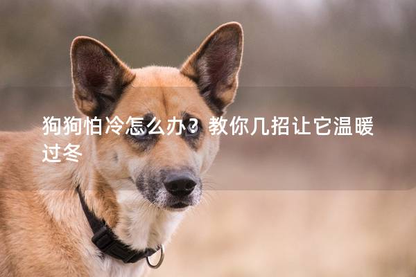 狗狗怕冷怎么办？教你几招让它温暖过冬
