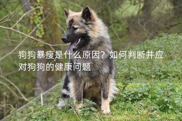 狗狗暴瘦是什么原因？如何判断并应对狗狗的健康问题