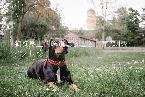狗狗身上的味道怎么去除，家庭小妙招大揭秘