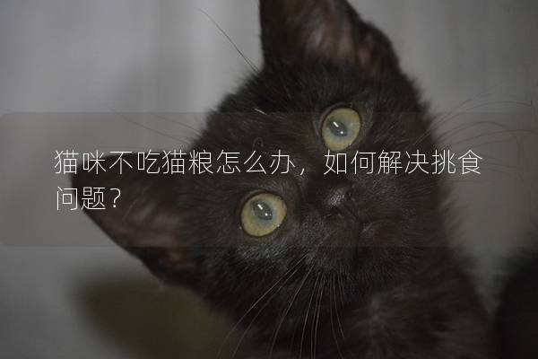 猫咪不吃猫粮怎么办，如何解决挑食问题？