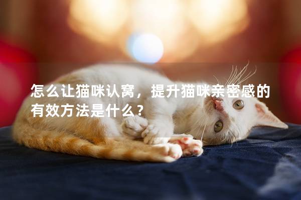 怎么让猫咪认窝，提升猫咪亲密感的有效方法是什么？