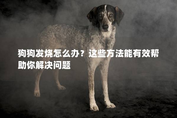 狗狗发烧怎么办？这些方法能有效帮助你解决问题