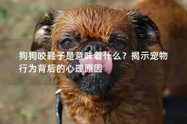 狗狗咬鞋子是意味着什么？揭示宠物行为背后的心理原因