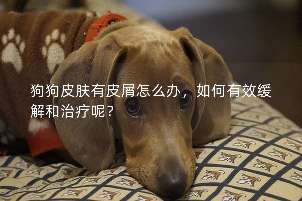 狗狗皮肤有皮屑怎么办，如何有效缓解和治疗呢？