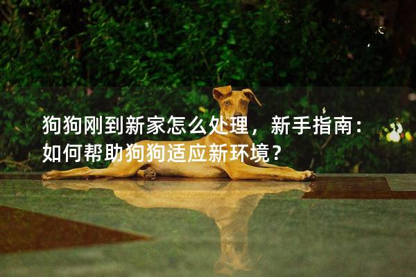 狗狗刚到新家怎么处理，新手指南：如何帮助狗狗适应新环境？