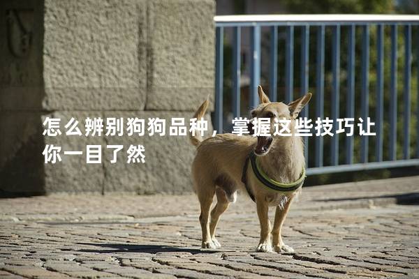怎么辨别狗狗品种，掌握这些技巧让你一目了然