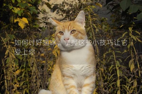 如何讨好猫咪，掌握这些小技巧让它爱上你