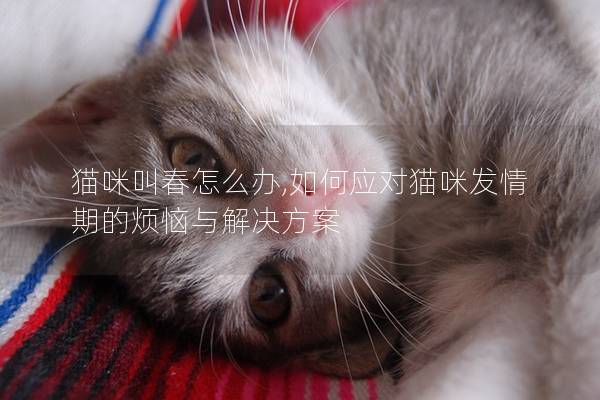 猫咪叫春怎么办,如何应对猫咪发情期的烦恼与解决方案