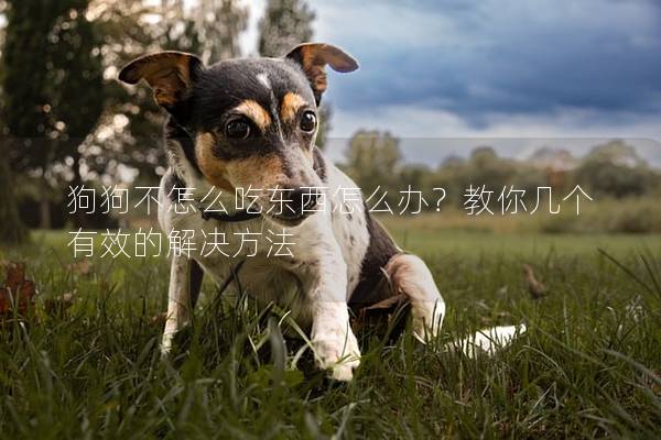 狗狗不怎么吃东西怎么办？教你几个有效的解决方法