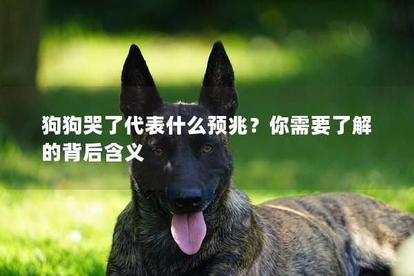 狗狗哭了代表什么预兆？你需要了解的背后含义
