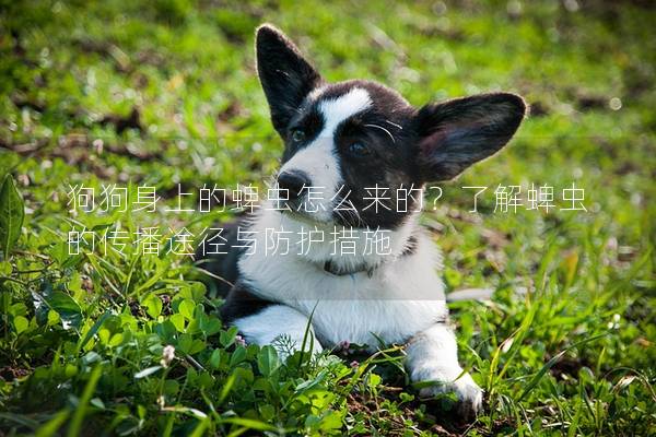 狗狗身上的蜱虫怎么来的？了解蜱虫的传播途径与防护措施