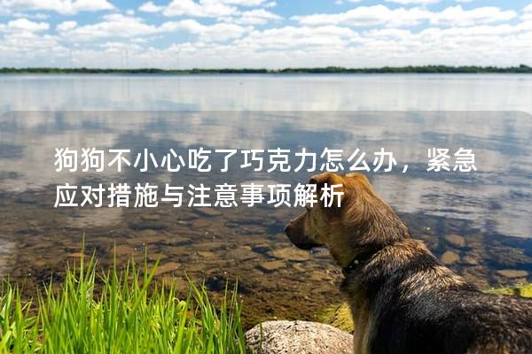 狗狗不小心吃了巧克力怎么办，紧急应对措施与注意事项解析