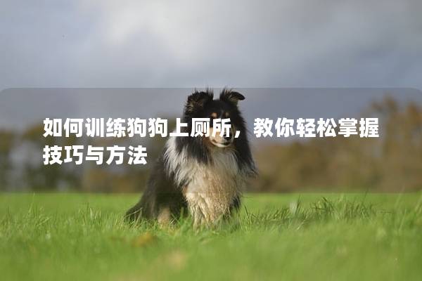 如何训练狗狗上厕所，教你轻松掌握技巧与方法