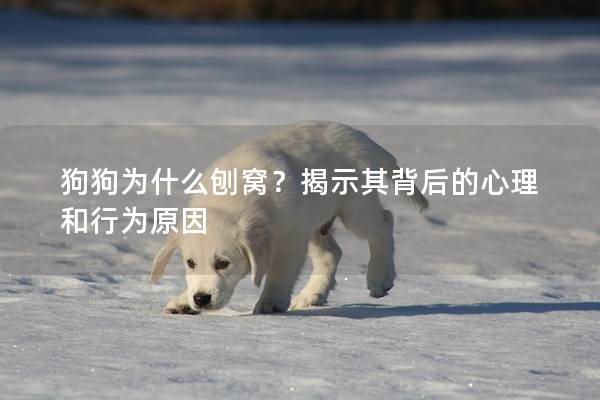 狗狗为什么刨窝？揭示其背后的心理和行为原因