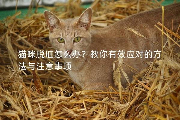 猫咪脱肛怎么办？教你有效应对的方法与注意事项
