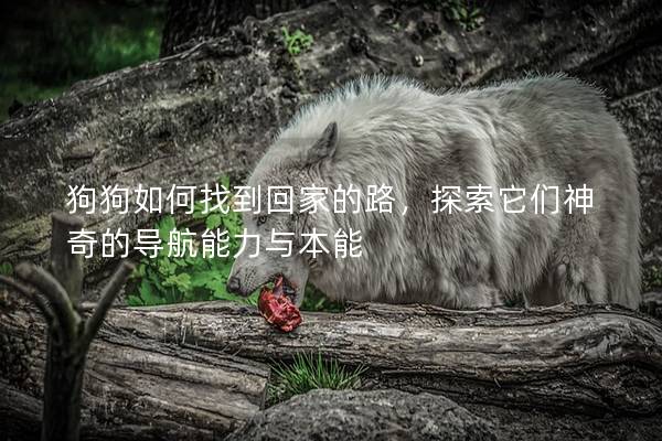 狗狗如何找到回家的路，探索它们神奇的导航能力与本能
