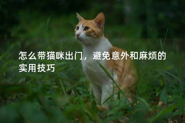 怎么带猫咪出门，避免意外和麻烦的实用技巧
