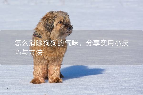 怎么消除狗狗的气味，分享实用小技巧与方法