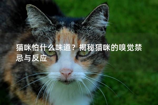 猫咪怕什么味道？揭秘猫咪的嗅觉禁忌与反应