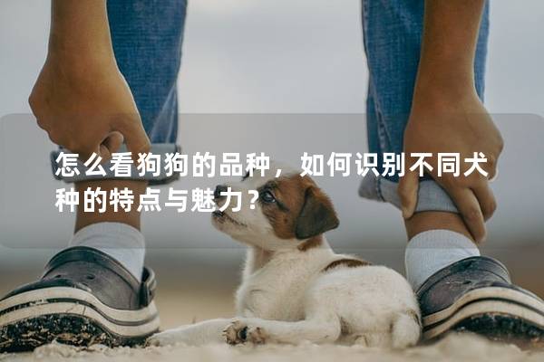 怎么看狗狗的品种，如何识别不同犬种的特点与魅力？