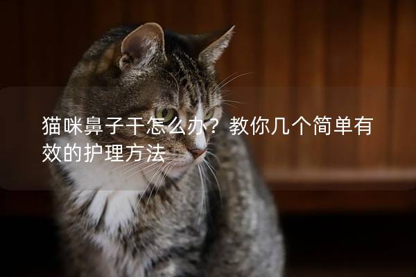 猫咪鼻子干怎么办？教你几个简单有效的护理方法