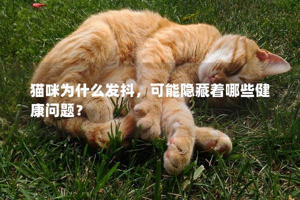 猫咪为什么发抖，可能隐藏着哪些健康问题？