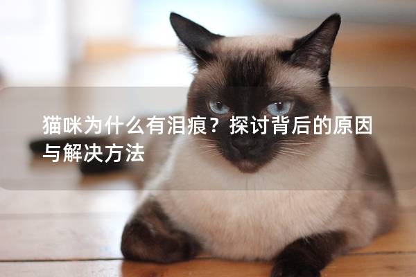 猫咪为什么有泪痕？探讨背后的原因与解决方法