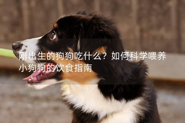 刚出生的狗狗吃什么？如何科学喂养小狗狗的饮食指南
