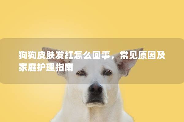 狗狗皮肤发红怎么回事，常见原因及家庭护理指南
