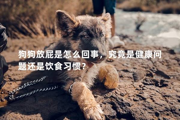 狗狗放屁是怎么回事，究竟是健康问题还是饮食习惯？