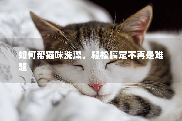 如何帮猫咪洗澡，轻松搞定不再是难题