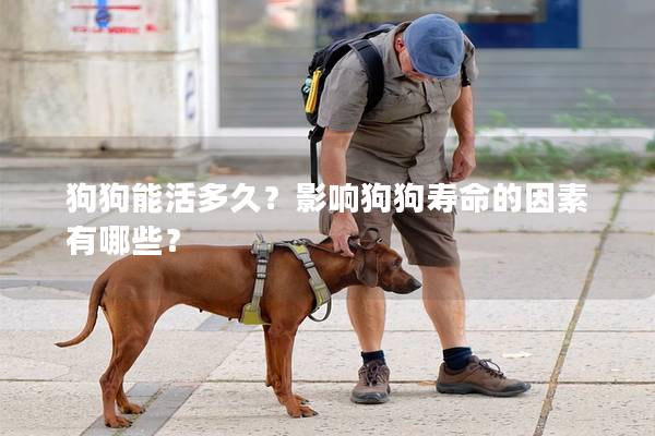 狗狗能活多久？影响狗狗寿命的因素有哪些？