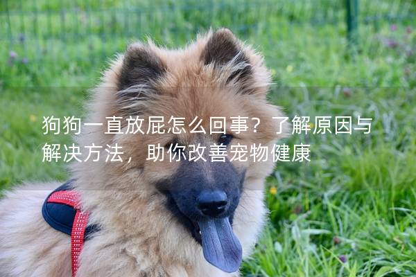 狗狗一直放屁怎么回事？了解原因与解决方法，助你改善宠物健康