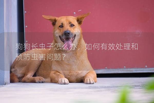 狗狗长虫子怎么办，如何有效处理和预防虫害问题？