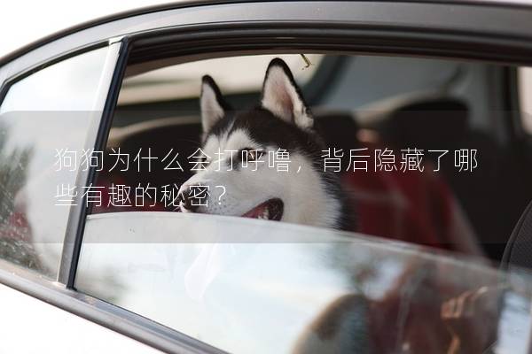狗狗为什么会打呼噜，背后隐藏了哪些有趣的秘密？
