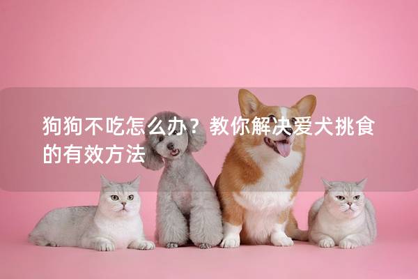 狗狗不吃怎么办？教你解决爱犬挑食的有效方法