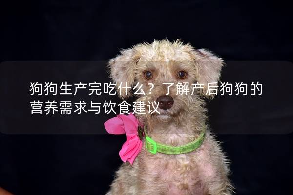 狗狗生产完吃什么？了解产后狗狗的营养需求与饮食建议